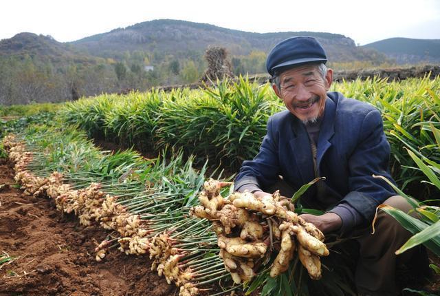 生姜种植时间及相关注意事项