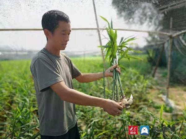 聊城临清——先锋路街道趟出“生姜+桑黄”产业振兴新路子